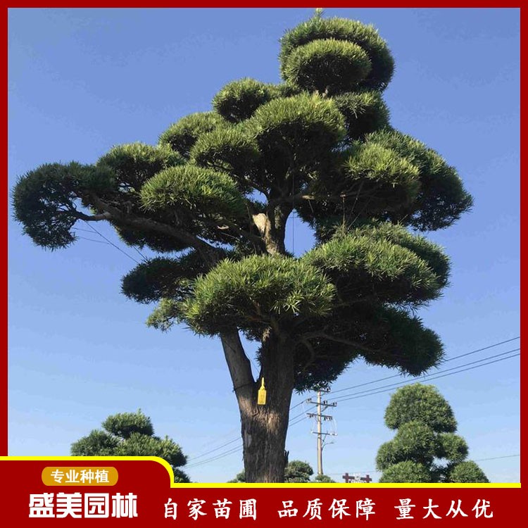 福建批发日本造型罗汉松 精品罗汉松桩景 罗汉松树盆景价格