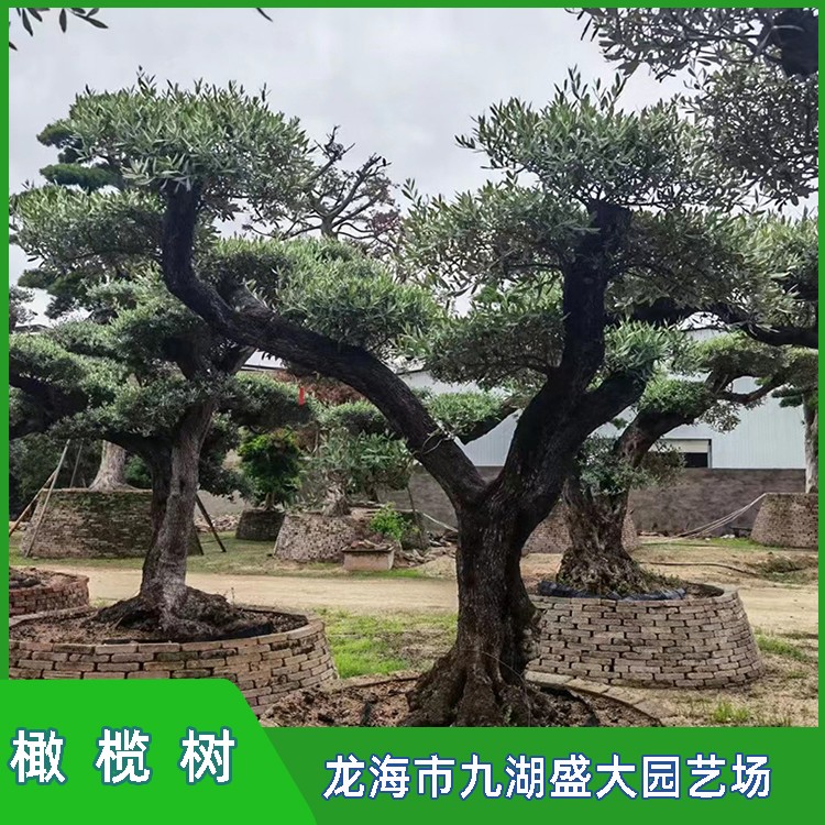 橄榄树批发 高度1.9米 基地直销 景观树