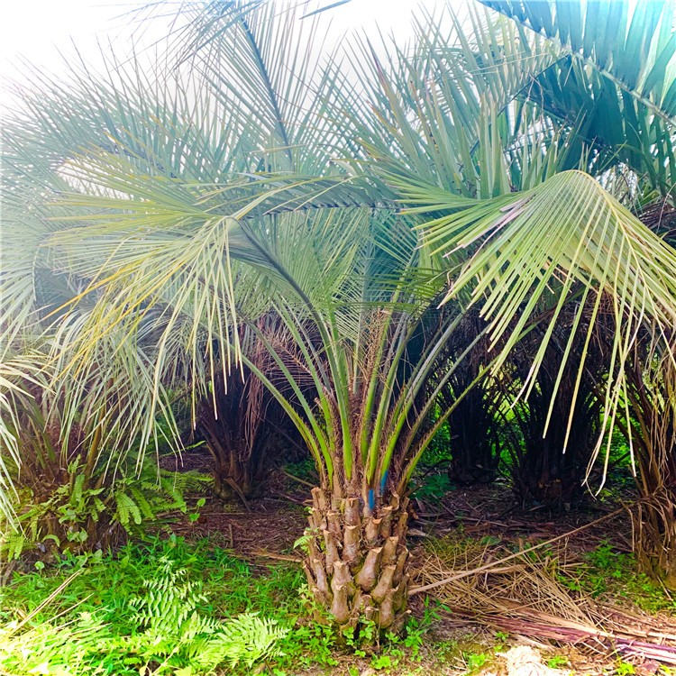 布迪椰子基地直供 常绿观赏树种 庭院公园造景树行道树