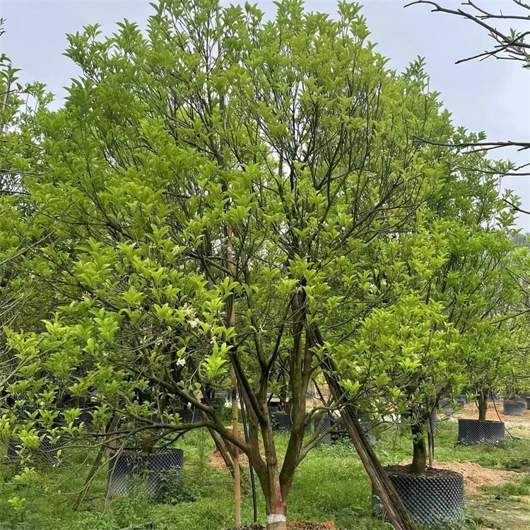 丛生香泡 常绿乔木树 高3.5米−4米 冠3.5米−4米