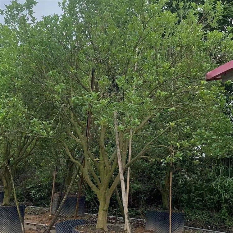 丛生香泡 高5米−5.5米 工程行道树绿化风景树