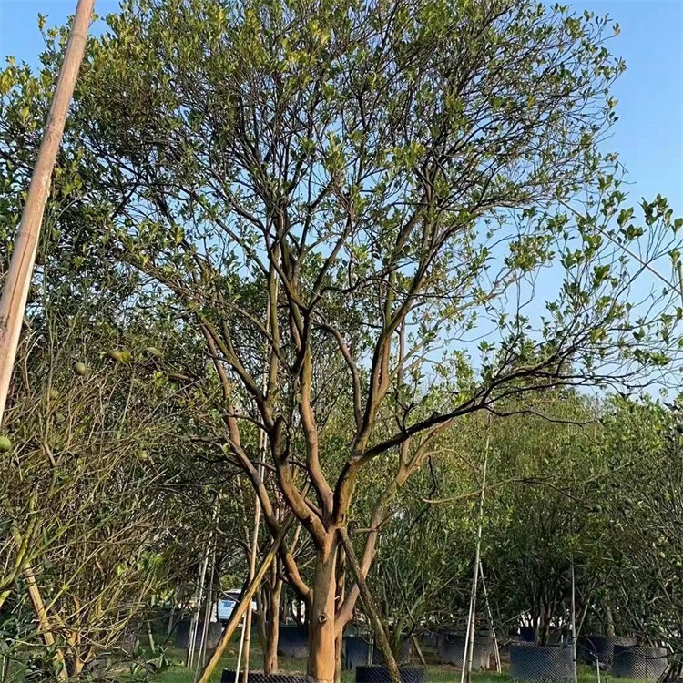 丛生香泡 高6米−7米 绿化大乔木 常绿景观树