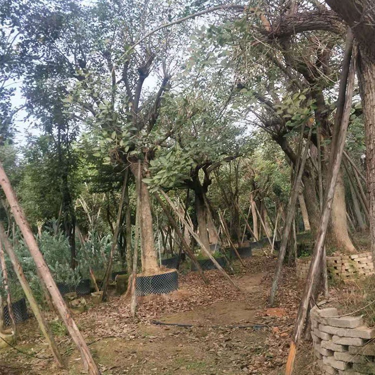 鸡冠刺桐 漳州种植基地直销鸡冠刺桐风景绿化树