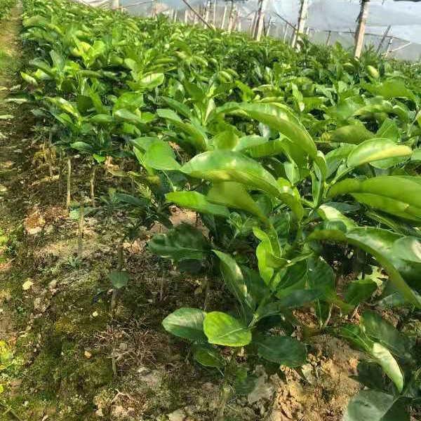 漳州水果种植培育优质台湾吉祥红柚苗 红肉蜜柚苗批发