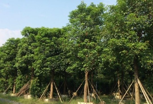 秋枫树是什么 秋枫树的形态特征以及价值-供应网