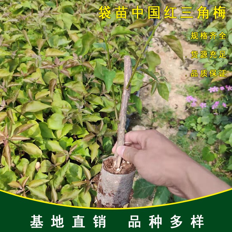 三角梅袋苗大量批发种植基地 中国红三角梅小苗供应 易成活