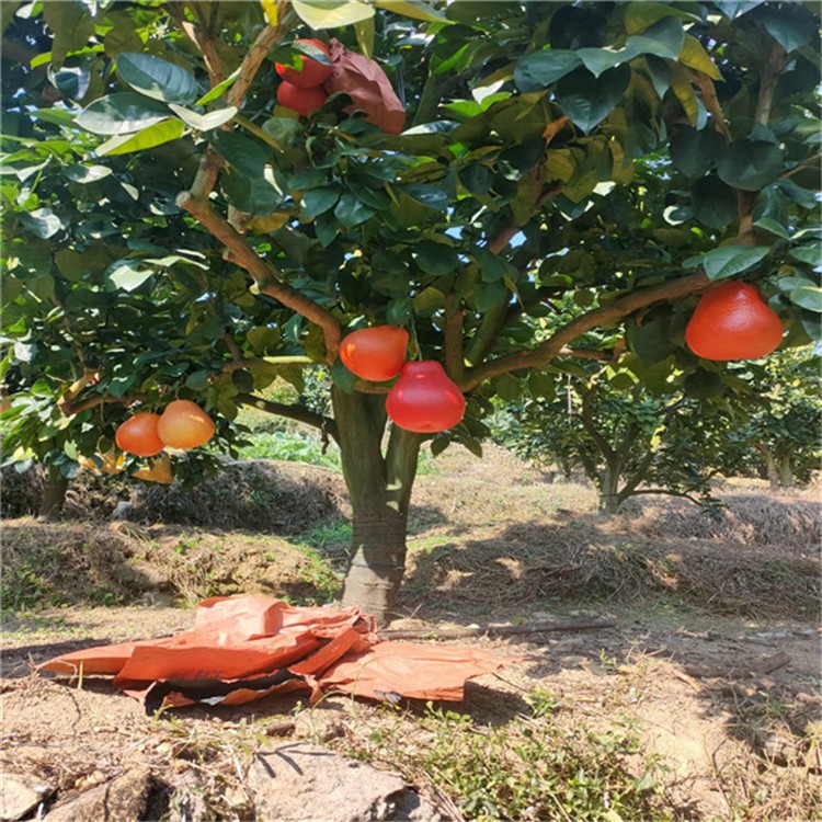 暹罗红柚树批发基地直销 基地直销优质果树 暹罗红柚树基地