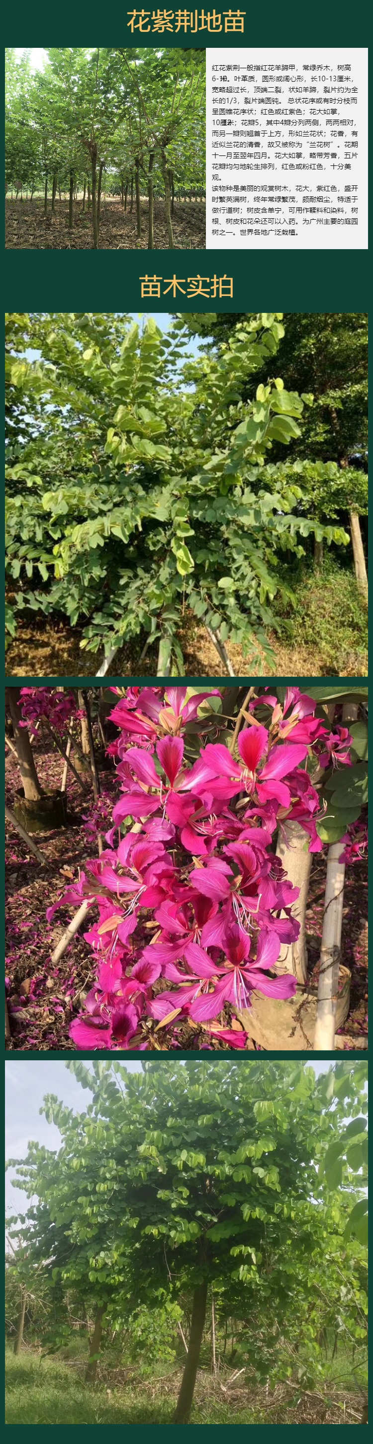 批发供应红花紫荆树 洋紫荆地苗 红花羊蹄甲行道树 道路绿化 地栽苗