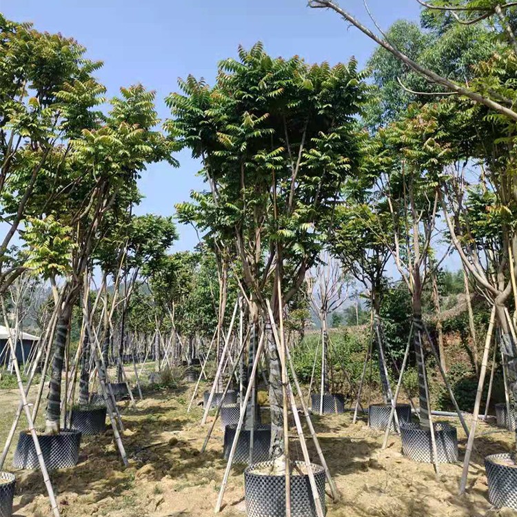 基地种植批发麻楝树 麻楝苗木供应