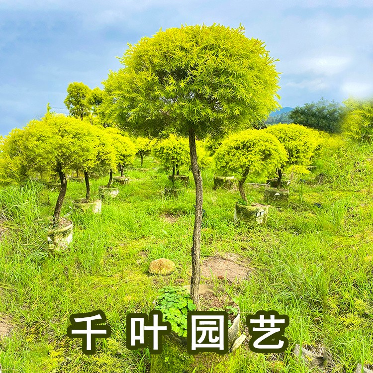 黄金香柳 基地可定制单杆黄金香柳棒棒糖造型树