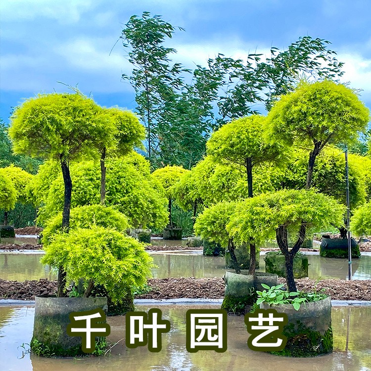 专业苗木种植基地批发供应造型黄金香柳树 黄金香柳双球造型