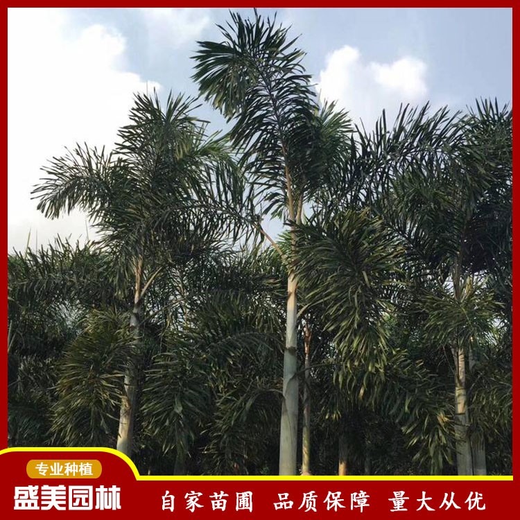 狐尾椰子树批发 盛美园林基地直供椰子树 王棕 8m高王棕报价