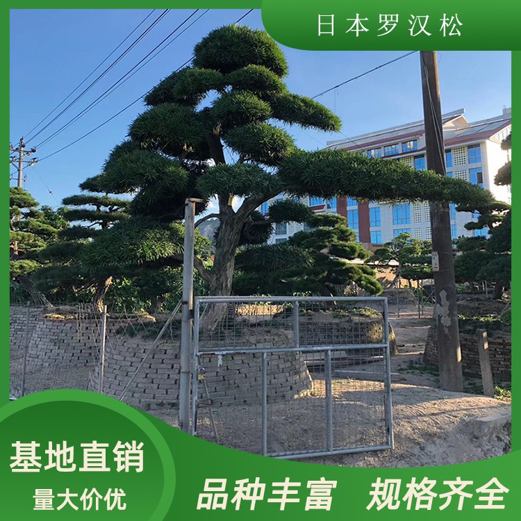 9米高日本罗汉松 精品日本造型罗汉松漳州基地直发 规格齐全