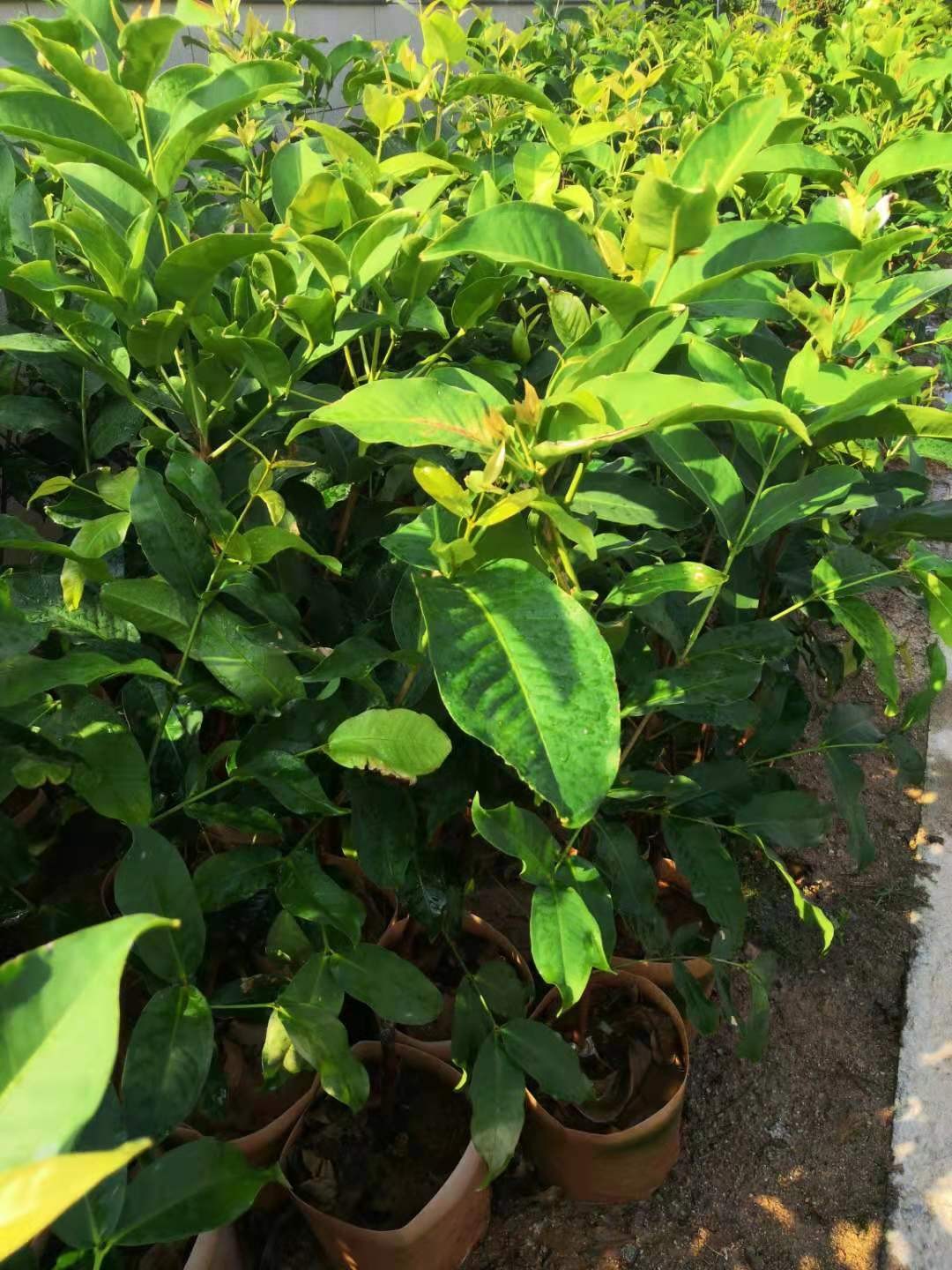 莲雾苗批发 黑糖芭比莲雾苗基地直发