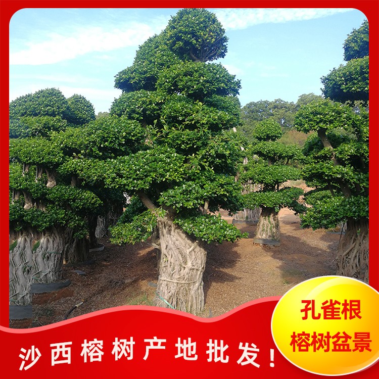 精品榕树盆景 孔雀根榕树盆景 提根型造型榕树 高3.5米宽2米 漳州基地直销