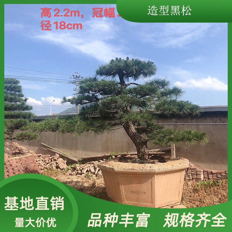 基地供应 造型黑松树批发工程 高2.2m黑松树盆栽景观 杨老七园艺场