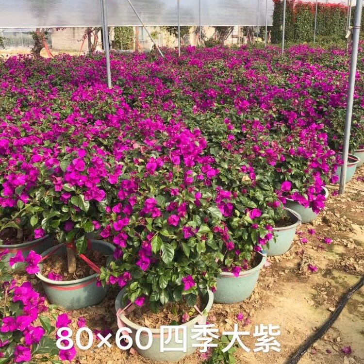 漳州三角梅基地批发 高80宽60四季大紫 紫色三角梅花圃培育种植基地