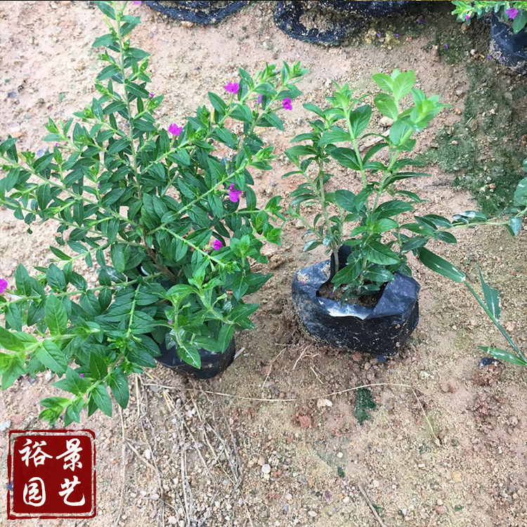 萼距花紫花满天星袋苗庭园花丛花坛边缘装饰苗木 东南商机网