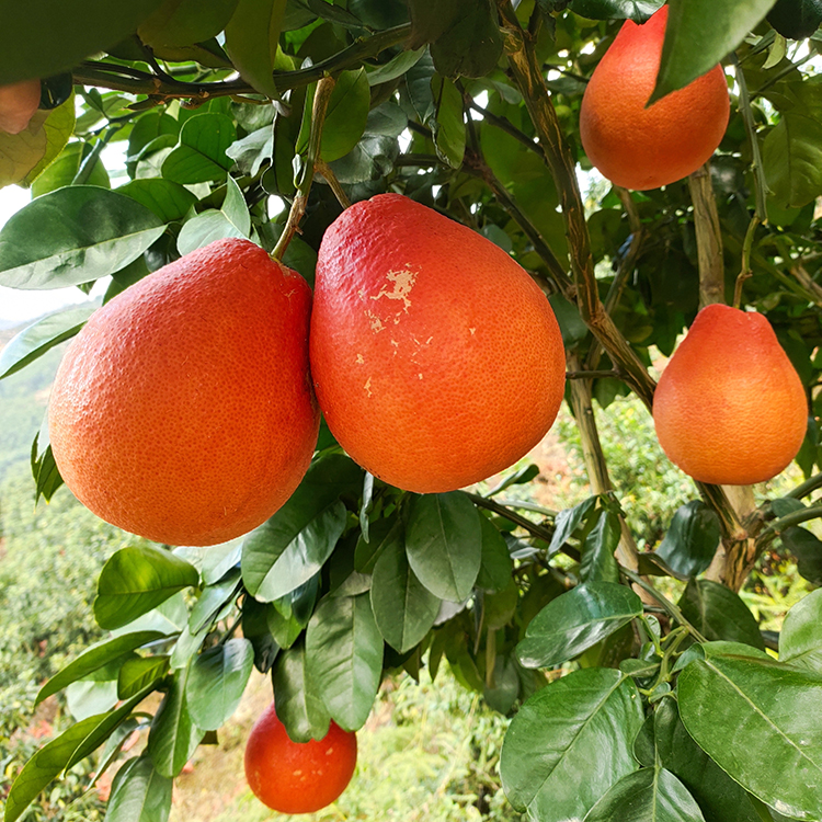 红龙文旦柚苗柚子苗基地红皮柚子树苗供应 东南商机网 红龙文旦柚苗柚子苗基地红皮柚子树苗供应 东南商机网