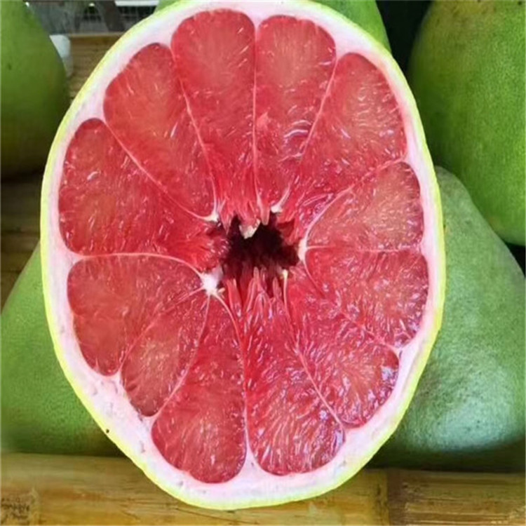 泰国红宝石青柚树泰国红宝石青柚树基地红宝石柚子树什么时候种植 供应网