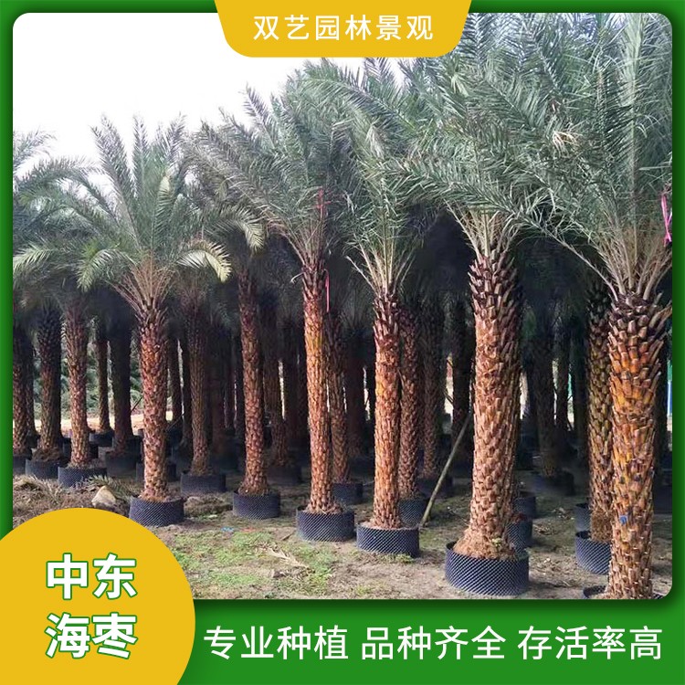 多規格中東海棗樹 種植苗 苗木栽培基地 行道綠化樹