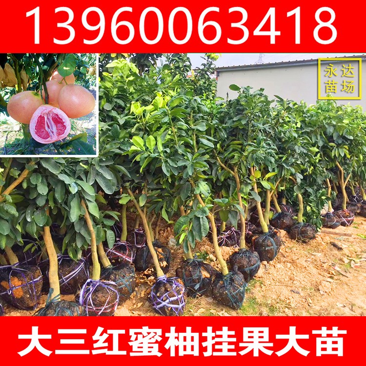 三紅蜜柚掛苗 高1.3米 漳州苗木基地直供 蜜柚批發