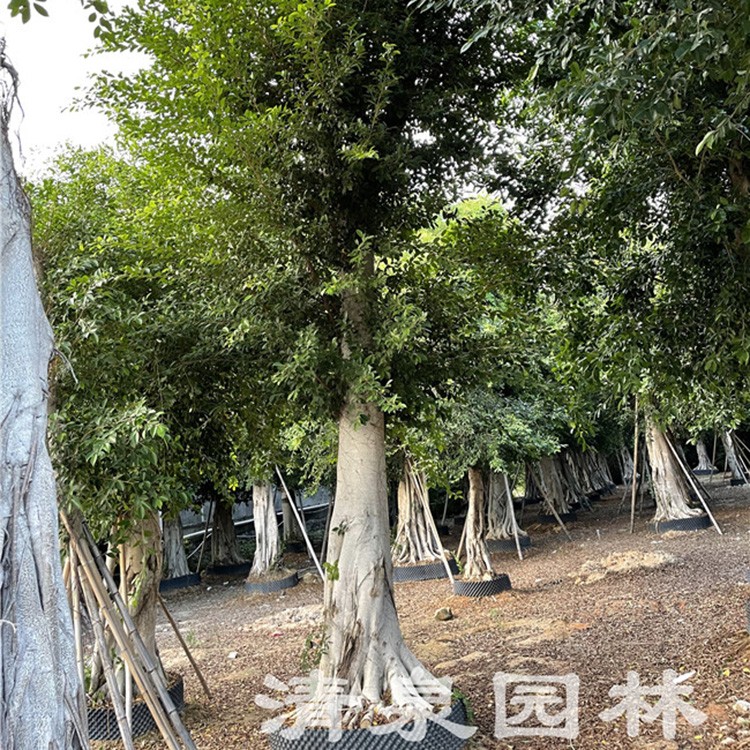 20-30公分小葉榕基地批發 行道樹冠幅旺盛 造型小葉榕樁頭種植