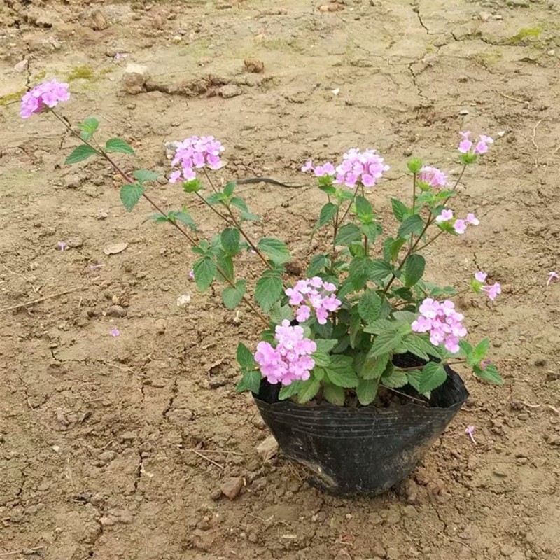 福建花厂批发绿植盆栽紫花马樱丹马缨丹价格报价 供应网