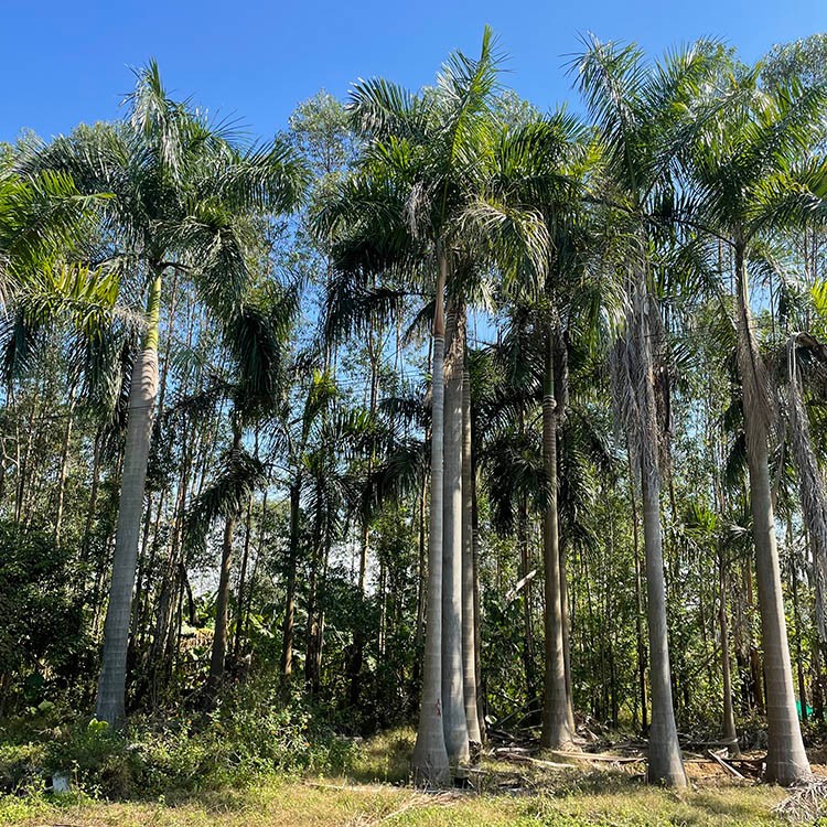 大王椰子 大王棕 文笔树基地种植批发 园林直销 品质保障