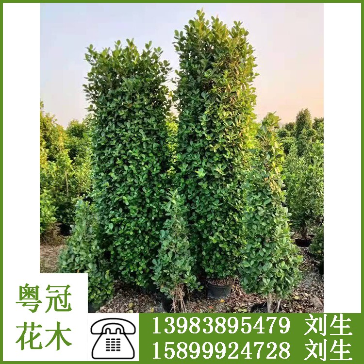 1-3米常綠喬木火山榕 價格優惠 優質火山榕樹