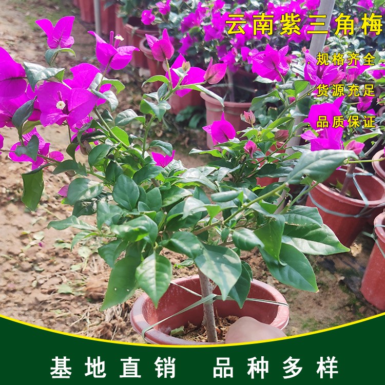 云南紫三角梅 20-25cm紫色三角梅工程苗幼苗 勒杜鹃 九重葛盆栽