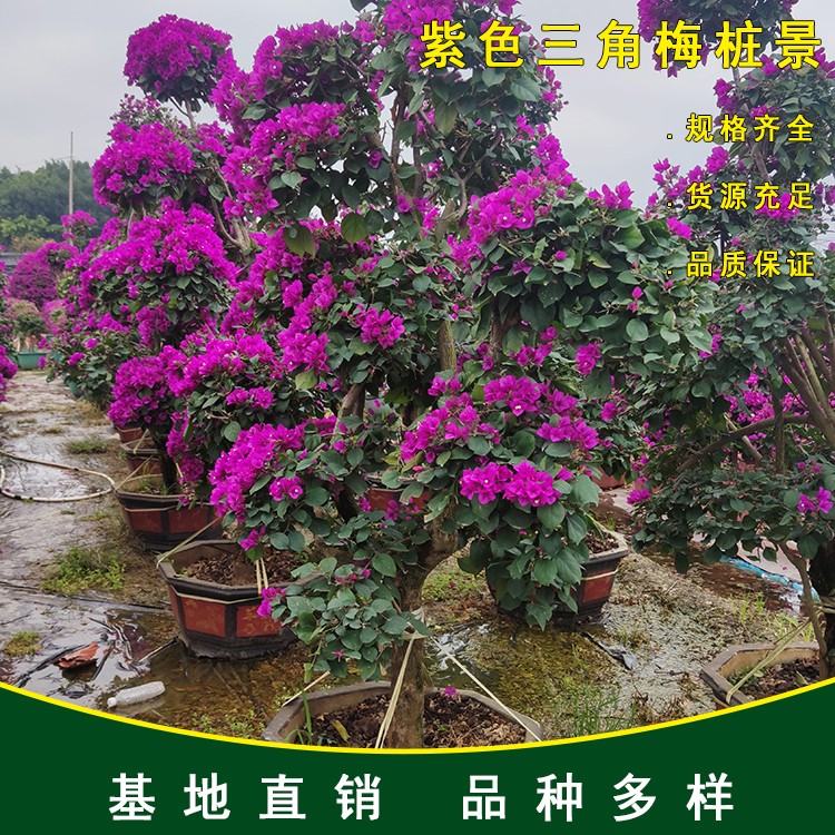 紫色三角梅桩景 株高200-350cm造型三角梅盆栽盆景 5-8年