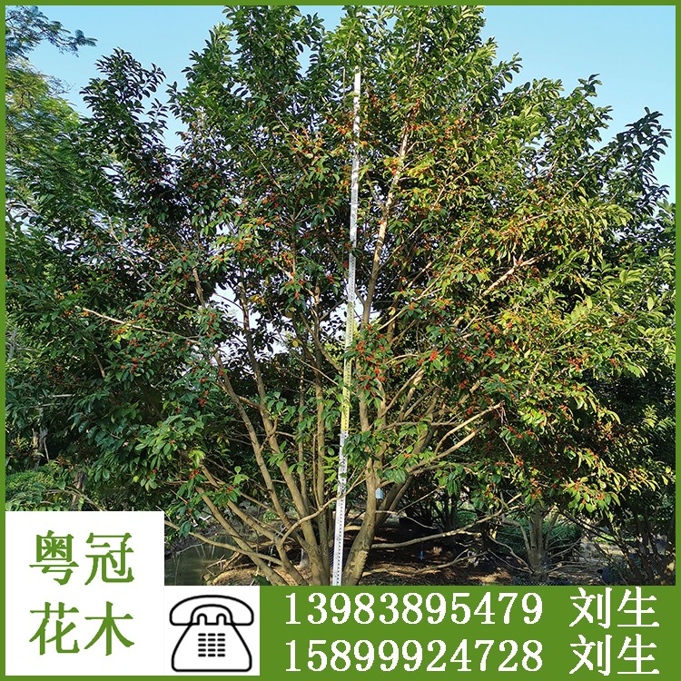 4-6米常绿草木丛生冬青 园林绿植供应 广东粤冠园林