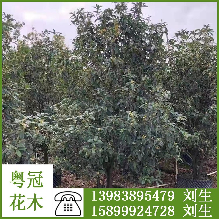 6-12公分桂花 园林桂花树种植 园林绿植供应 广东粤冠园林