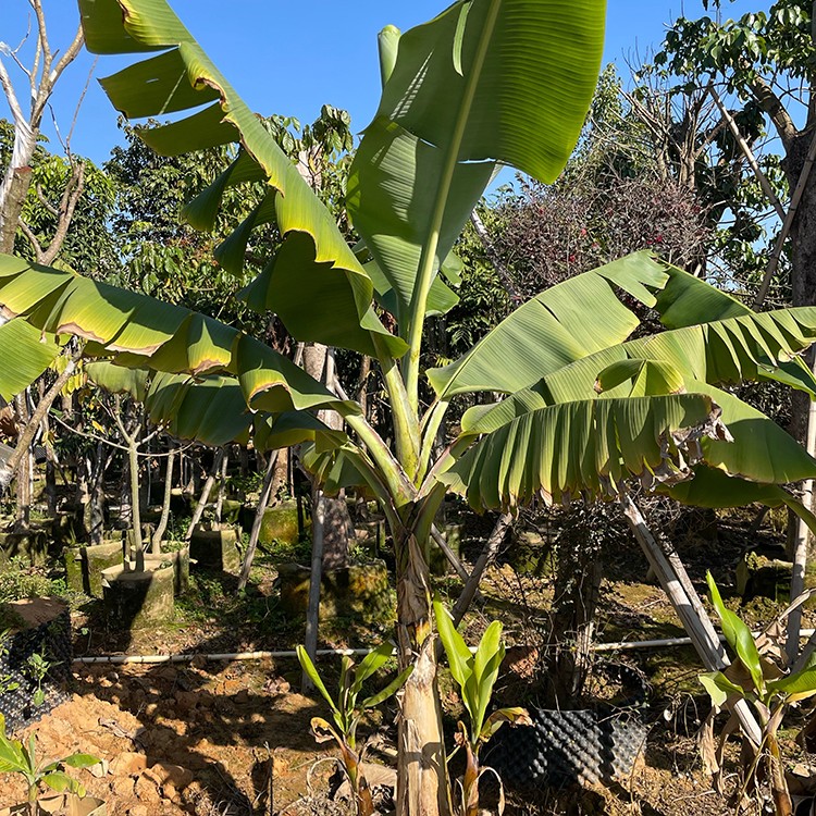 芭蕉苗圃基地供应芭蕉苗 移植芭蕉树 庭院小区道路 市政绿化用苗