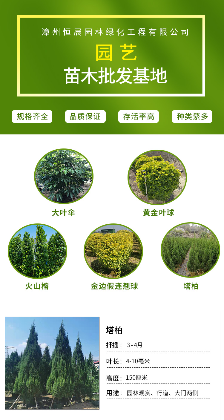 塔柏工程绿化专用塔柏苗 苗圃批发 供应网