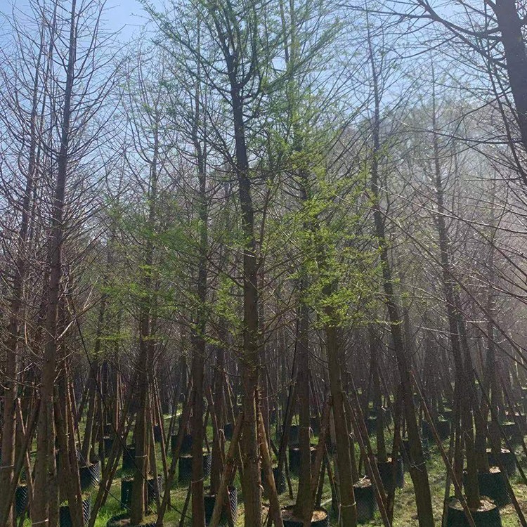 大型落羽杉基地 米径10公分精品优质落羽杉移植绿化