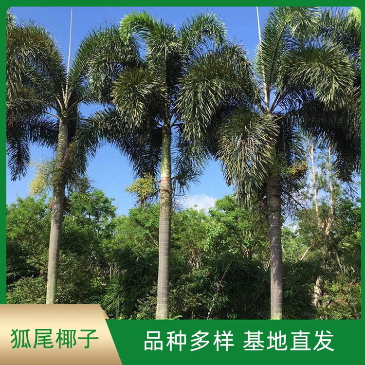 狐尾椰子 精品棕榈植物 园林绿化风景树移栽供应