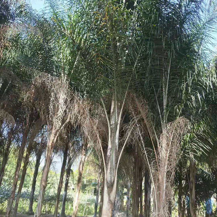 皇后葵棕榈景观绿化 金山葵棕榈行道树庭院观赏 基地移植