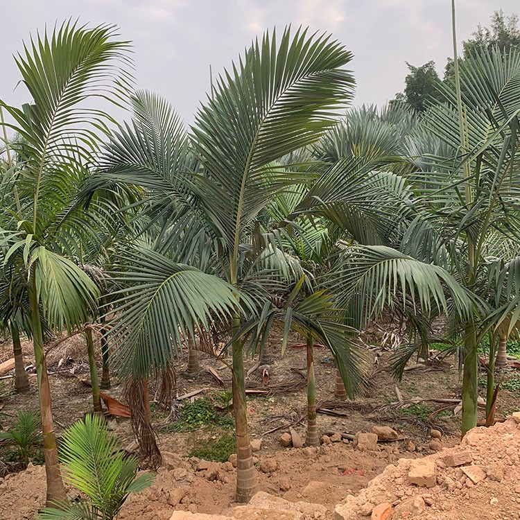假槟榔造景绿化树 棕榈行道观赏景观工程 基地移植供应