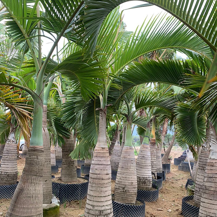 酒瓶椰子 棕榈园林观赏绿植 基地移植庭院盆栽风景树