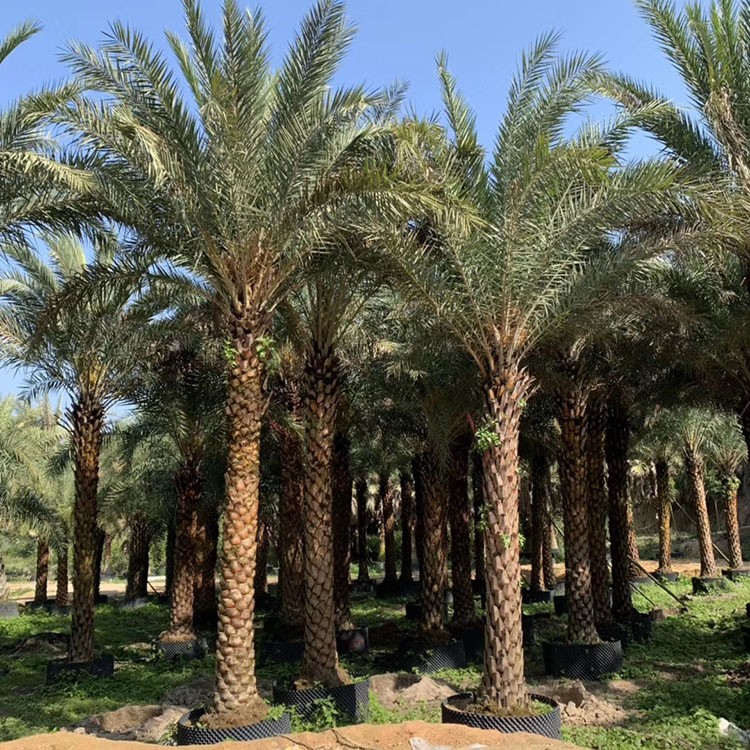 中东海枣 庭院公园绿化造景树 林刺葵基地种植