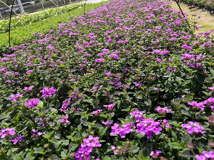 紫花马樱丹中袋紫色开花灌木五色梅绿植盆栽 东南商机网