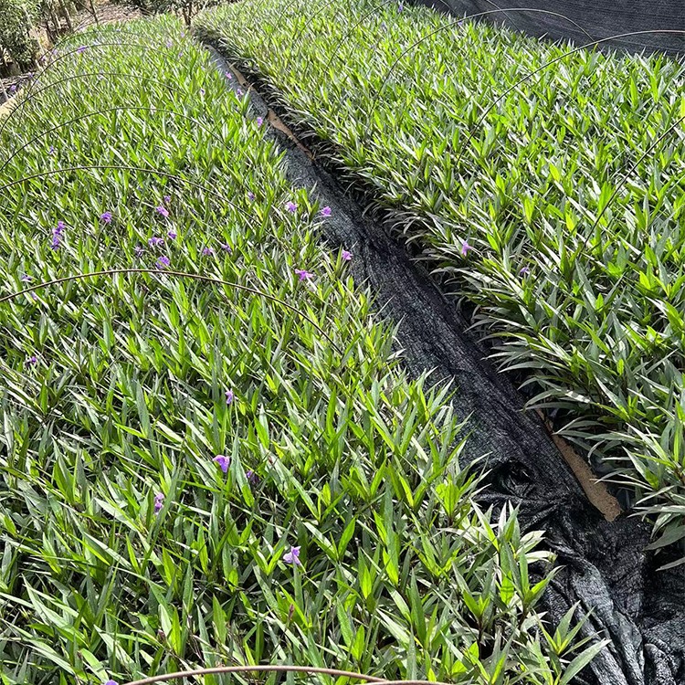 紫花芦莉大袋翠卢莉花球树园林景观工程绿化地被 供应网