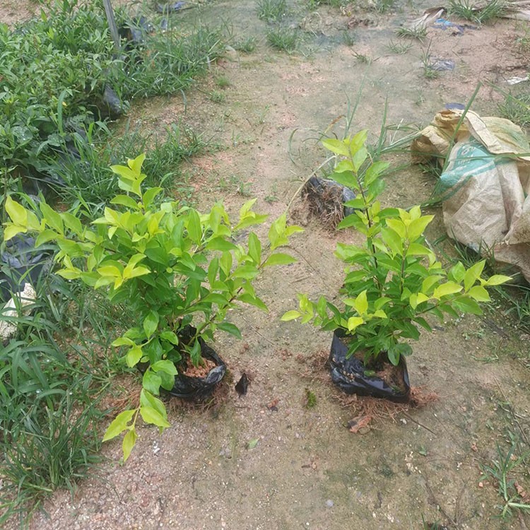 袋装黄金叶 常绿小灌木盆栽 工程绿化移植基地供应