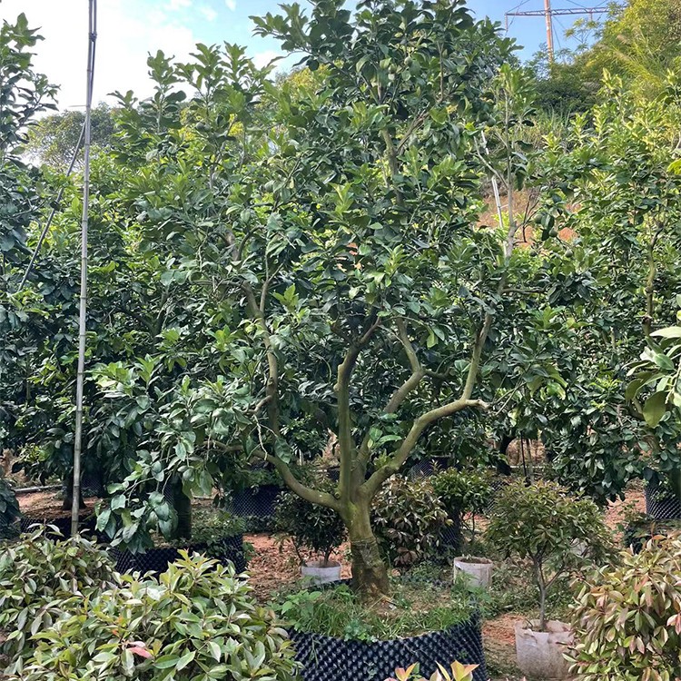 丛生香柚 柚子树种植基地 丛生香泡树庭院景观 常绿乔木