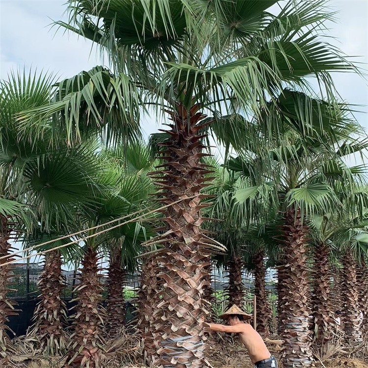 老人葵基地  庭院棕榈行道树 成活好生长快