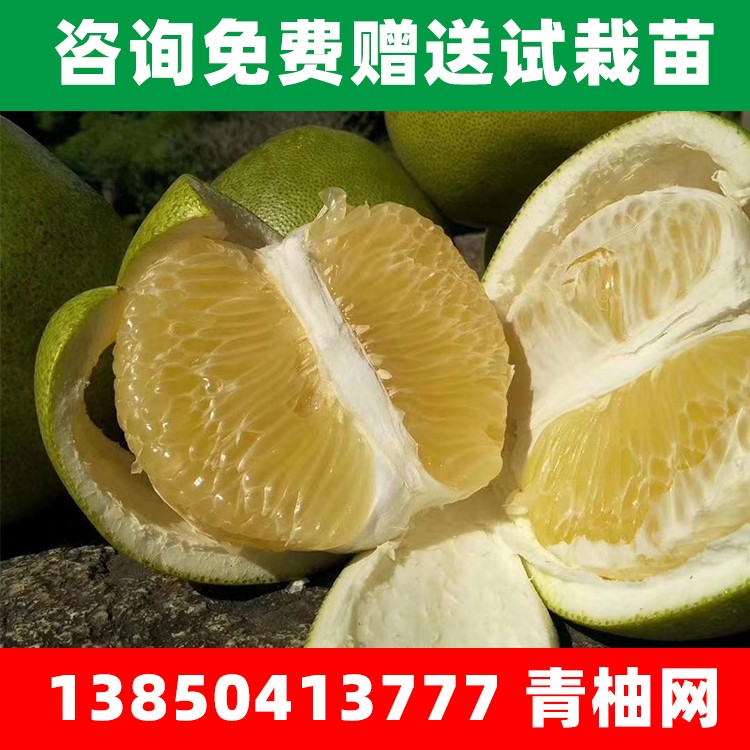 柚子树供应 泰国蜂蜜香青柚苗 果树苗圃供应