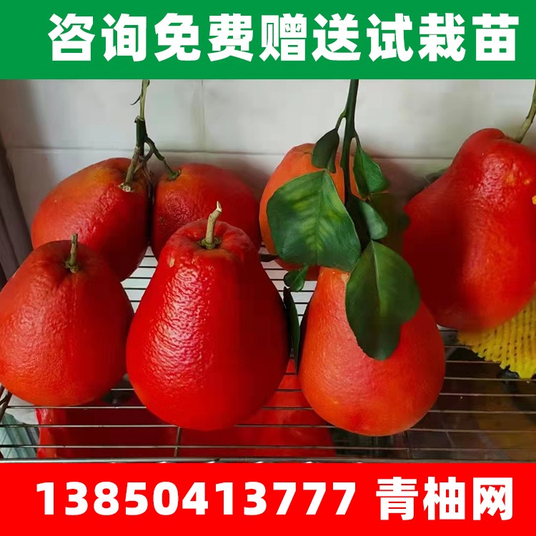泰国暹罗红柚苗 各种规格 红皮红心柚果树三红柚种植