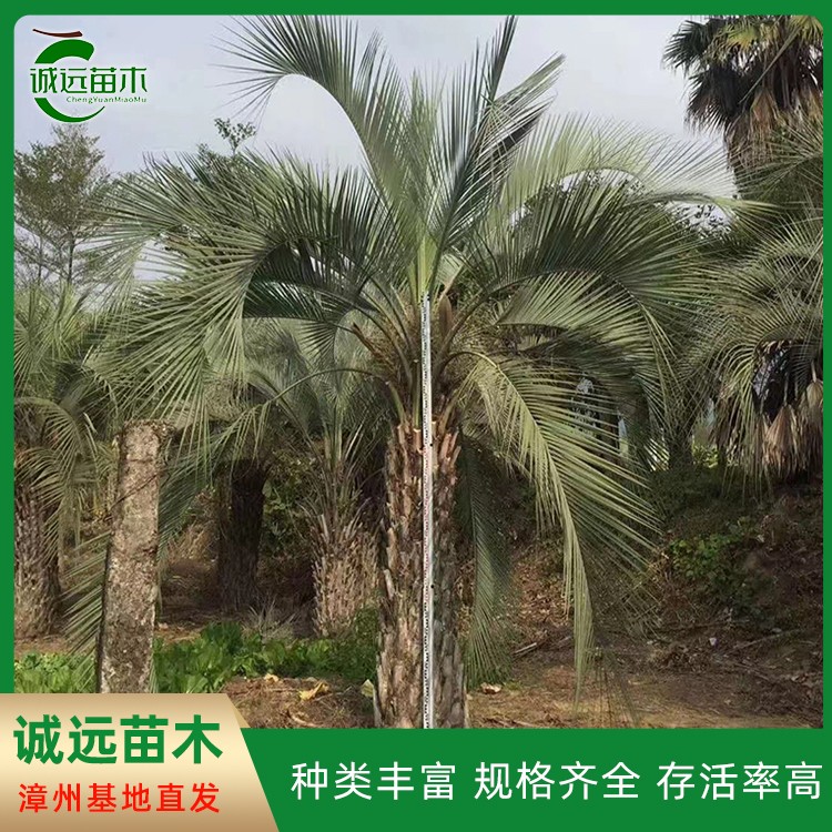 布迪椰子基地1-5米 弓葵基地直供各种棕榈树公园绿化树 诚远苗木